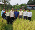 Phân bón Đầu Trâu phát huy hiệu quả trên đất Lào