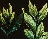 Một số bệnh hại trên cây có múi: Bệnh vàng lá gân xanh (Greening) hay (Huanglongbing)