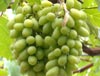 Kim ngạch xuất khẩu nhiều mặt hàng nông, lâm sản giảm mạnh (15/08/2006)