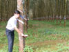 Cao su có thể tăng giá (22/08/2006)
