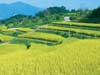 Một số biện pháp thâm canh cần lưu ý trong thời điểm dịch rầy nâu, vàng lùn và lùn xoắn lá (28/11/2