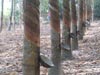 Giá cao su thế giới tiếp tục giảm (14/03/2007)