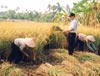 Giá gạo xuất khẩu của Việt Nam tăng do nhu cầu cao (08/03/2007).