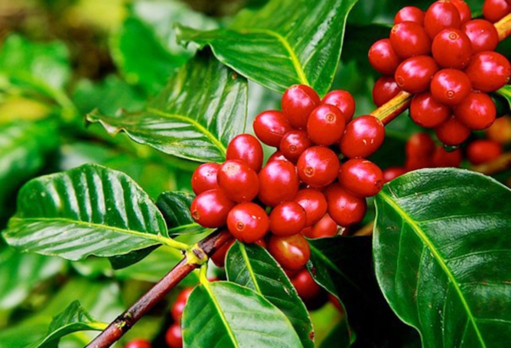 Bón phân cho vườn cà phê vào mùa mưa ở Tây Nguyên - Thông tin nhà nông